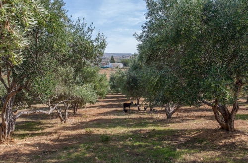 Foto 40 - Olive Tree Farm