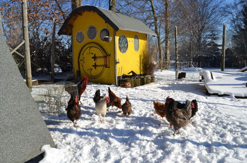 Photo 14 - Ferien Bei Freunden Im Holzhaus