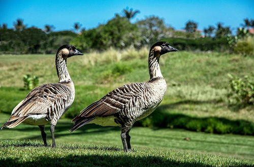 Photo 49 - Fairway Villas Waikoloa A21