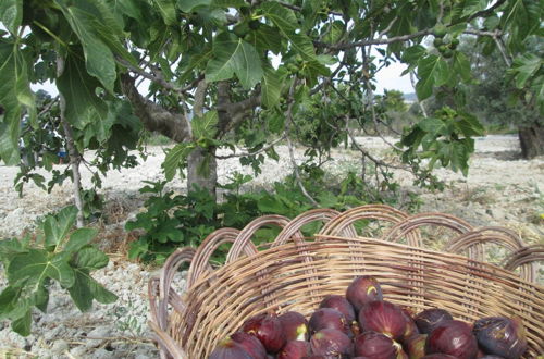 Photo 29 - Agriturismo Donna Beatrice