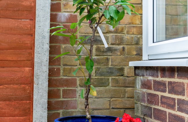 Red Cherry House - Foto 66