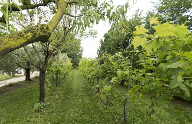 Tenuta EnGi - Foto 41