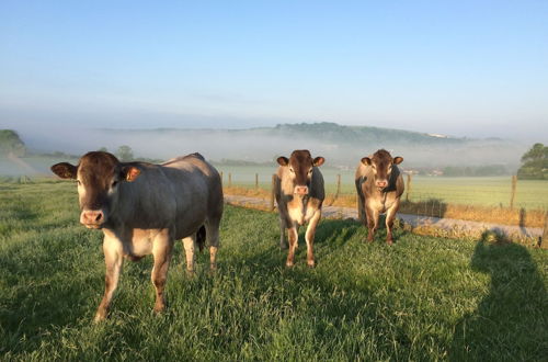 Photo 36 - Gallops Farm Holiday Cottages