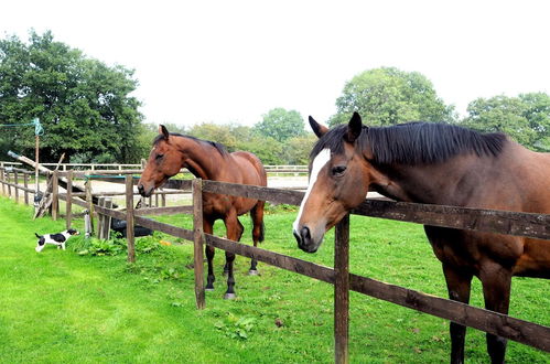 Photo 7 - Little Rushbrook Cottages