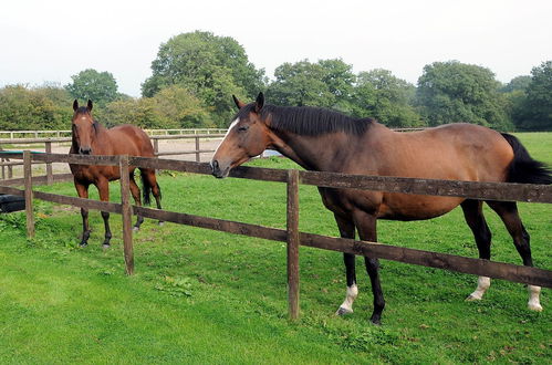 Photo 21 - Little Rushbrook Cottages