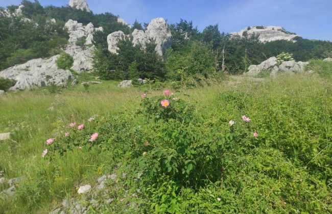 Quiet Country Side Cottage with Private Garden & WiFi near Nature Park Velebit - Foto 21