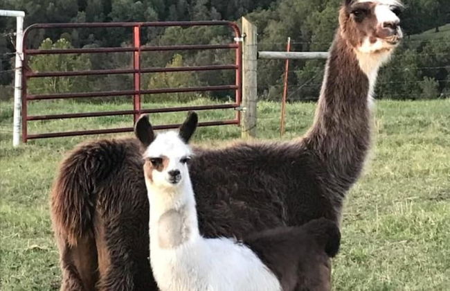 Llama House - Foto 41