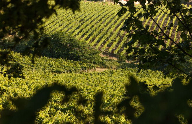 La Tenuta La Meirana - Foto 19