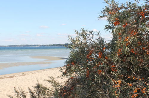 Photo 13 - Idyllic Apartment on the Baltic Sea Coast