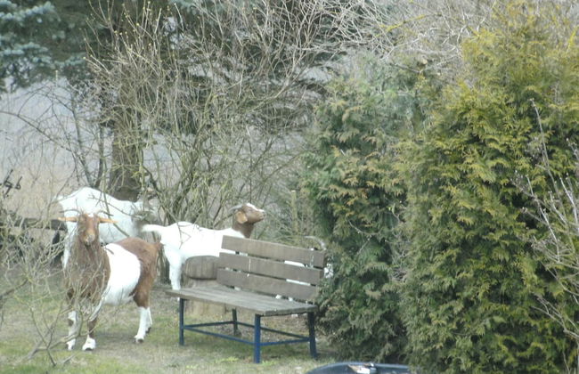 Morbach Hillside Mansion - Foto 19