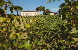 Foto 2 - Fattoria Camigliano Wine Estate