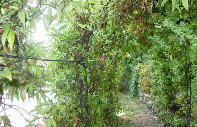 Il Quadrifoglio - Foto 33