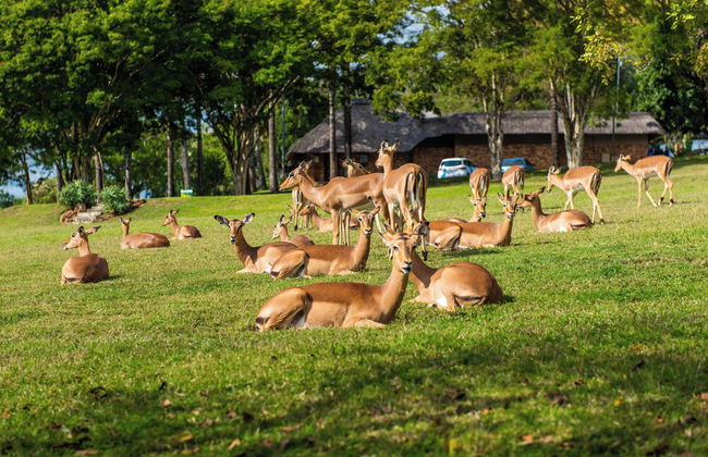 Kruger Park Lodge Unit No. 246 - Foto 39
