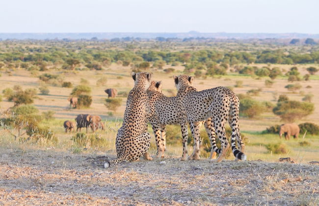 Shalimpo Safari Home - Mashatu Game Reserve - Photo 14