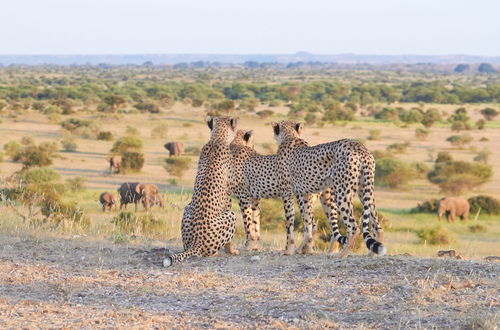 Photo 14 - Shalimpo Safari - Mashatu Game Reserve