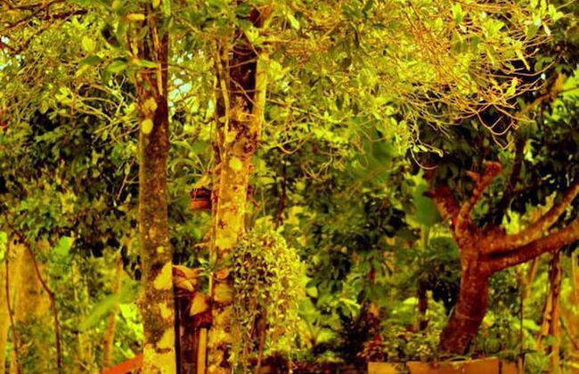 Charming & Historical 3-bed Bungalow in Hikkaduwa - Foto 28