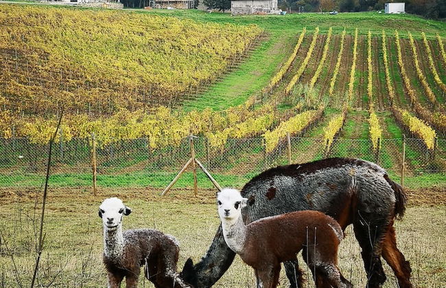 Azienda Agricola I Colli di Marliano - Photo 33