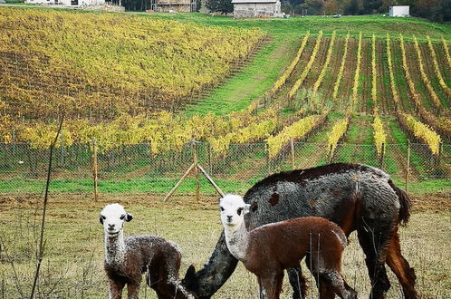 Foto 31 - Azienda Agricola I Colli di Marliano