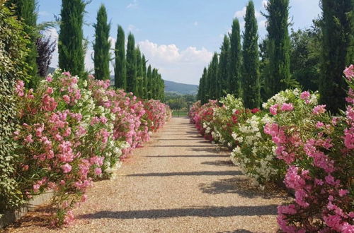 Photo 28 - Villa Cappuccini