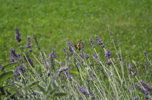 Foto 14 - Agriturismo Altana del Motto Rosso