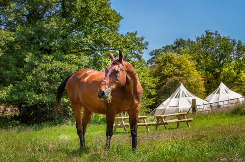 Foto 26 - Star Gazing Bell Tent Farm Stay