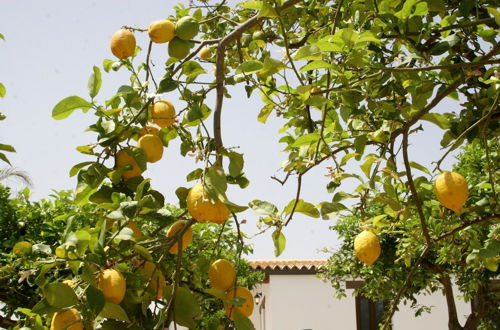 Foto 60 - Agriturismo Terra dei Limoni