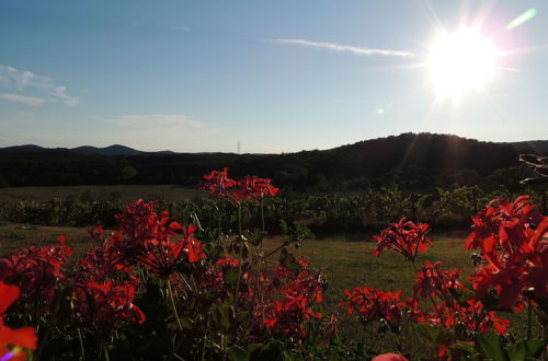 Photo 80 - Borgognano Farm House