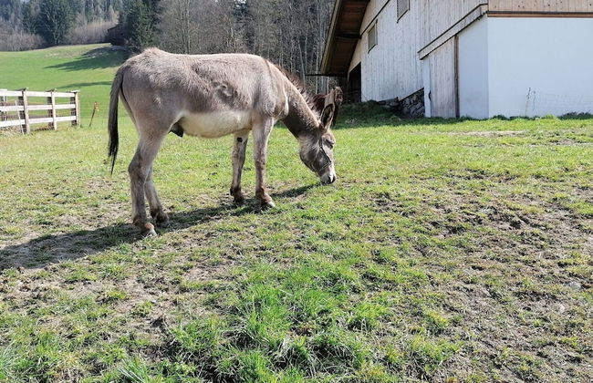 Holiday on an Organic Farm in Hart im Zillertal - Foto 25