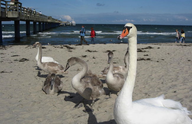 Ferienhaus in der Naehe der Ostsee - Foto 68