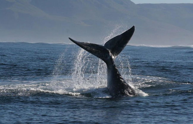 La Petite Baleine - Foto 21