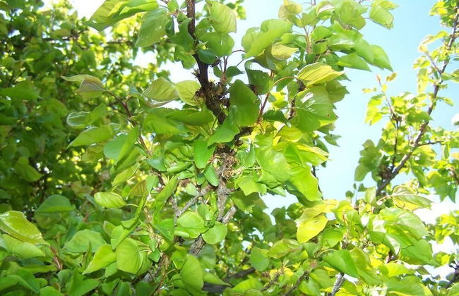 B&B Sunrise House Aygavan Armenia - Foto 9