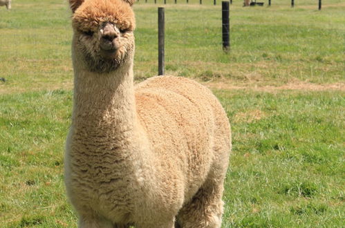 Photo 24 - Silverstream Alpaca Farmstay and Tour