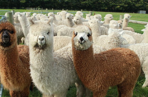 Foto 22 - Silverstream Alpaca Farmstay and Tour