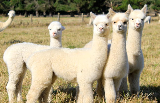 Silverstream Alpaca Farmstay and Tour - Foto 18