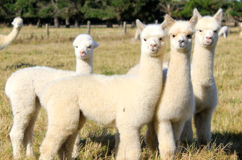 Foto 18 - Silverstream Alpaca Farmstay and Tour