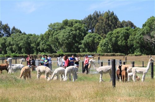 Foto 16 - Silverstream Alpaca Farmstay and Tour