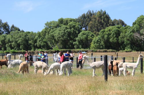 Photo 16 - Silverstream Alpaca Farmstay and Tour