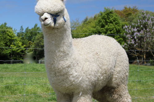 Foto 17 - Silverstream Alpaca Farmstay and Tour