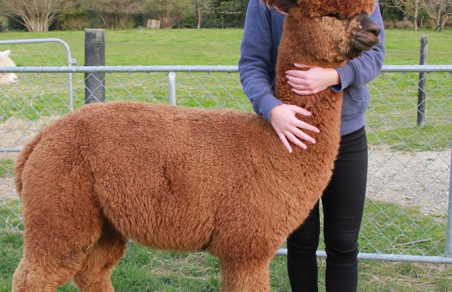 Silverstream Alpaca Farmstay and Tour - Foto 29