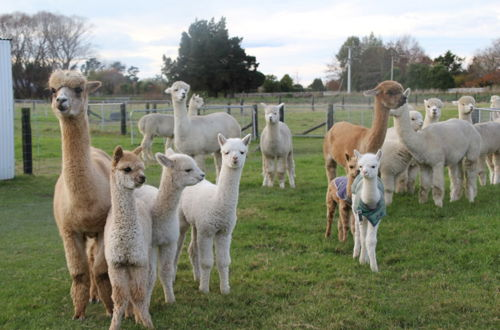 Foto 31 - Silverstream Alpaca Farmstay and Tour