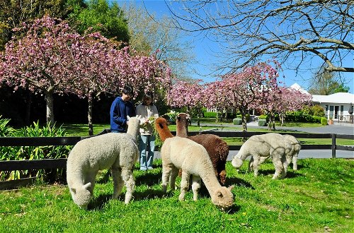 Foto 40 - Silverstream Alpaca Farmstay and Tour