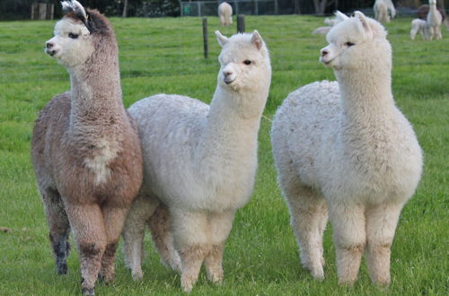 Foto 20 - Silverstream Alpaca Farmstay and Tour