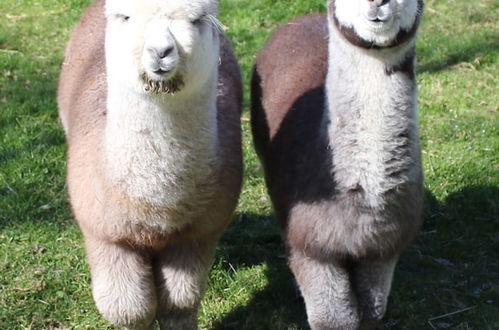 Photo 15 - Silverstream Alpaca Farmstay and Tour