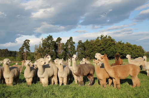 Photo 21 - Silverstream Alpaca Farmstay and Tour