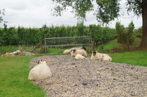 Photo 51 - Authentic Farmhouse in Zeeland Flanders