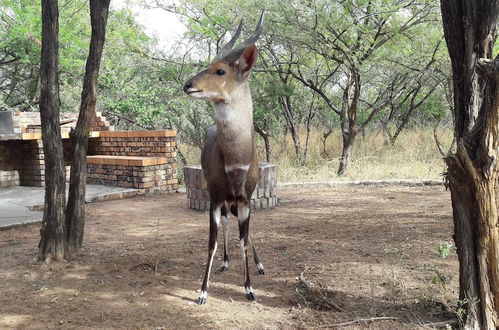 Photo 30 - Umvangazi Rest - Enjoy a Relaxing, Rejuvenating and Peaceful Setting in the Bush