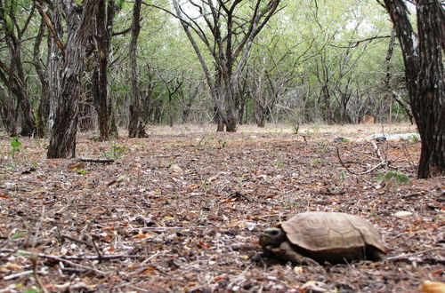 Foto 38 - Umvangazi Rest - Enjoy a Relaxing, Rejuvenating and Peaceful Setting in the Bush