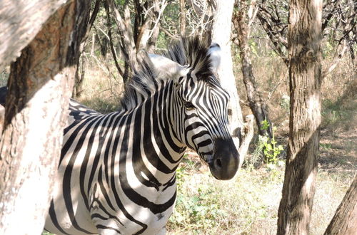 Photo 44 - Umvangazi Rest - Enjoy a Relaxing, Rejuvenating and Peaceful Setting in the Bush