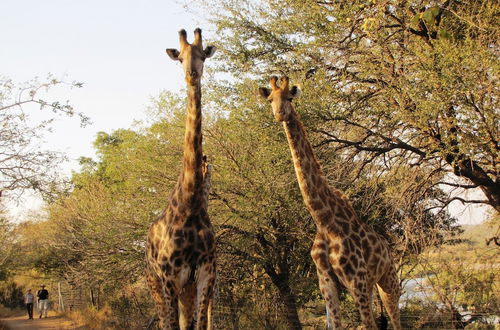 Photo 21 - Umvangazi Rest - Enjoy a Relaxing, Rejuvenating and Peaceful Setting in the Bush