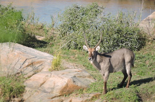 Photo 23 - Umvangazi Rest - Enjoy a Relaxing, Rejuvenating and Peaceful Setting in the Bush